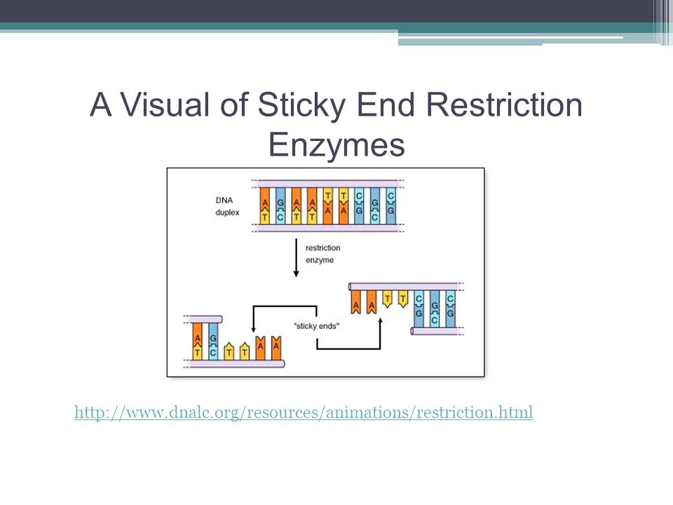 A Visual of Sticky End Restriction Enzymes
