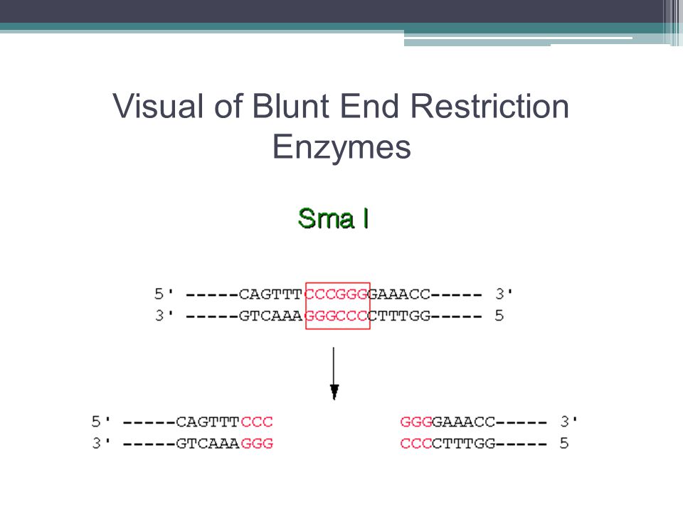 Visual of Blunt End Restriction Enzymes
