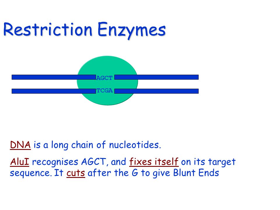 Restriction Enzymes DNA is a long chain of nucleotides.