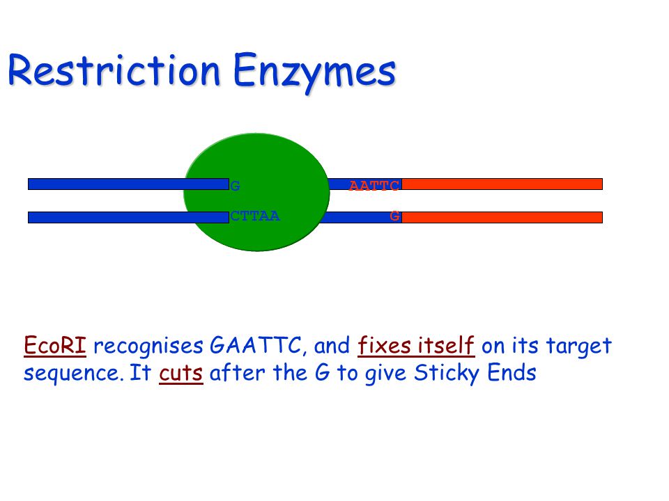 Restriction Enzymes EcoRI recognises GAATTC, and fixes itself on its target sequence.