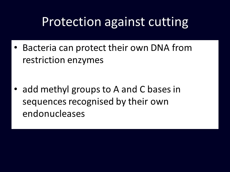 Protection against cutting Bacteria can protect their own DNA from restriction enzymes add methyl groups to A and C bases in sequences recognised by their own endonucleases