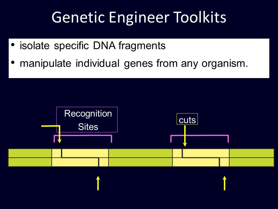 Genetic Engineer Toolkits Recognition Sites cuts isolate specific DNA fragments manipulate individual genes from any organism.