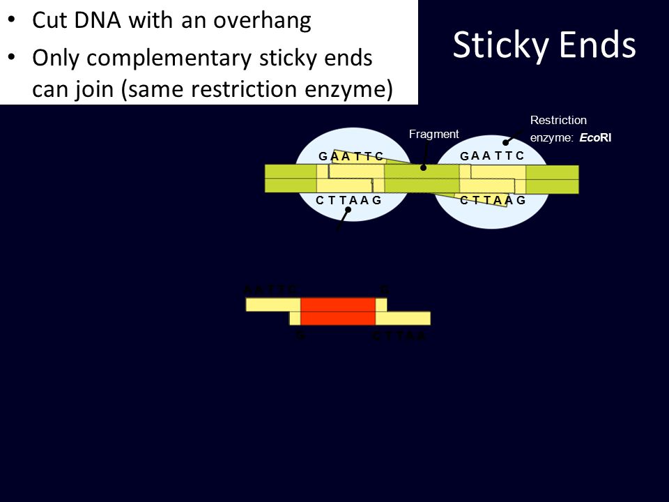 C T T A A A A T T CG G Sticky Ends Fragment Restriction enzyme: EcoRI C T T A A A A T T C G G C T T A A G G A A T T CG G Cut DNA with an overhang Only complementary sticky ends can join (same restriction enzyme)