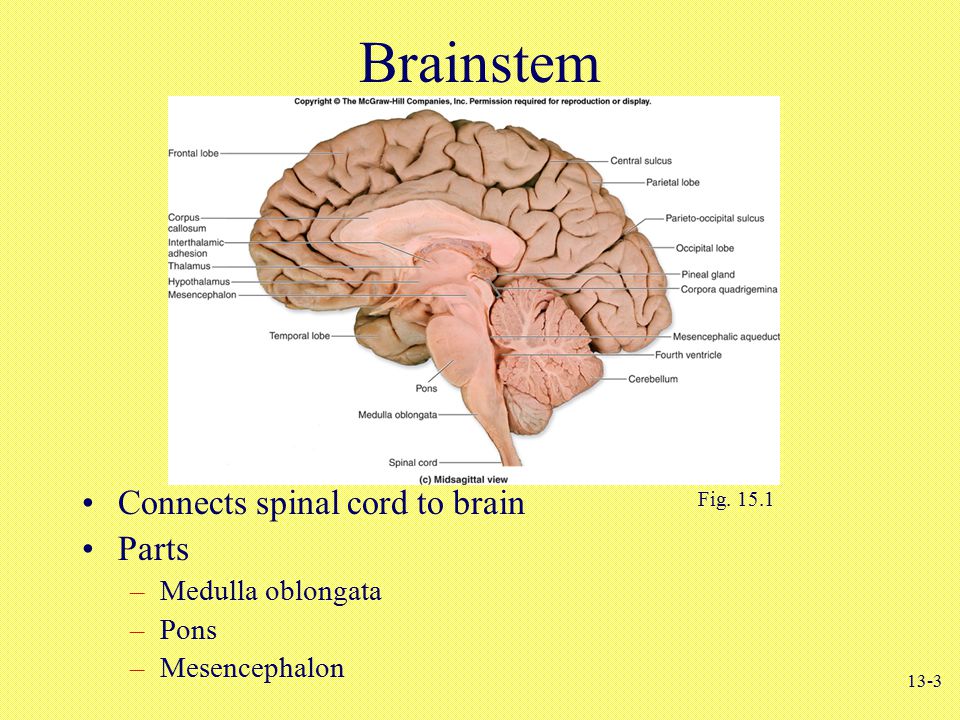 brain stem brain stem