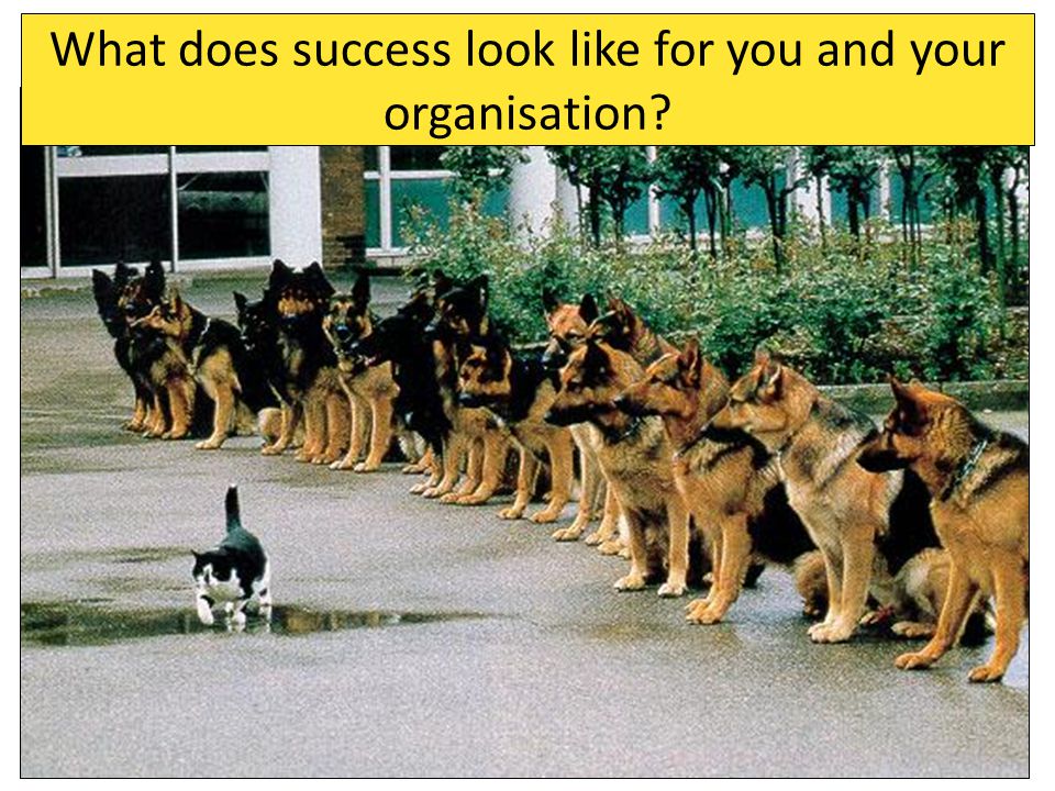 What does success look like for you and your organisation