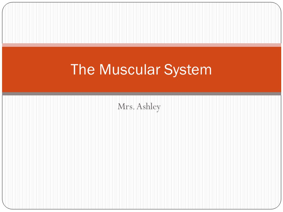 Muscular System Essay