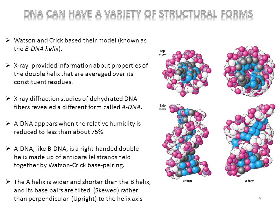 1 this will cover the following genomic organization of b form dna