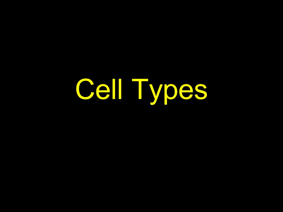 Cell Types