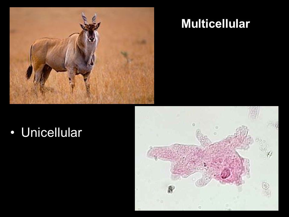Unicellular Multicellular