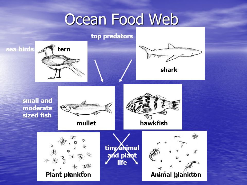 Ocean Food Web Plant planktonAnimal plankton mullethawkfish tern shark tiny animal and plant life small and moderate sized fish sea birds top predators