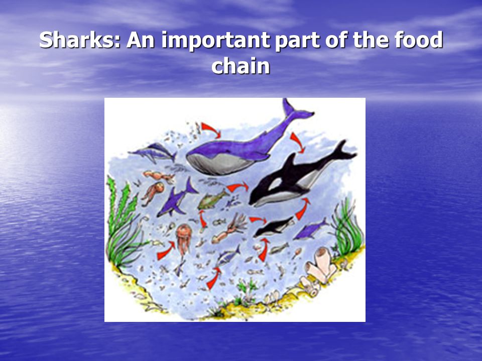 Sharks: An important part of the food chain
