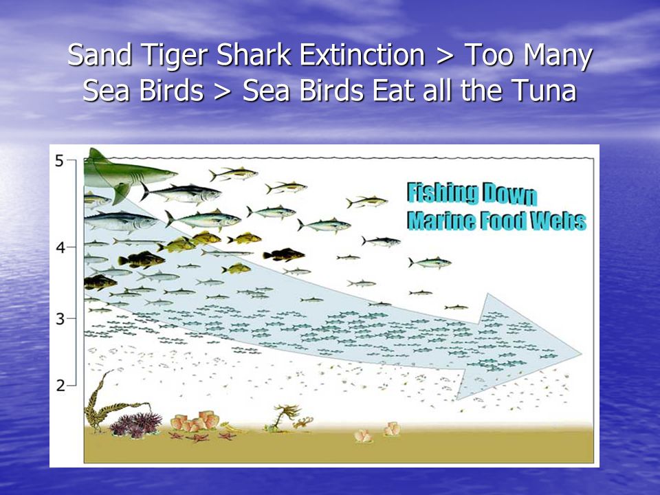 Sand Tiger Shark Extinction > Too Many Sea Birds > Sea Birds Eat all the Tuna