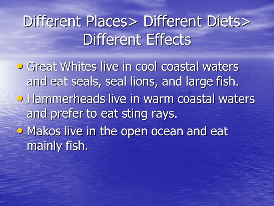 Different Places> Different Diets> Different Effects Great Whites live in cool coastal waters and eat seals, seal lions, and large fish.