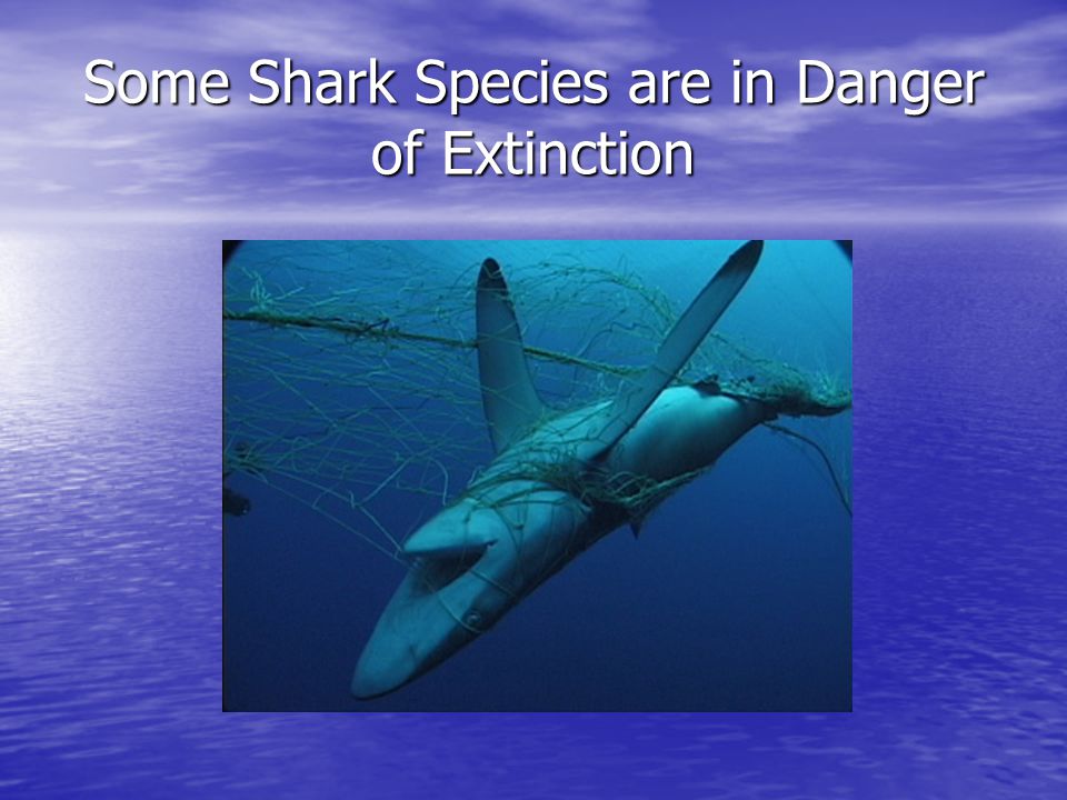 Some Shark Species are in Danger of Extinction