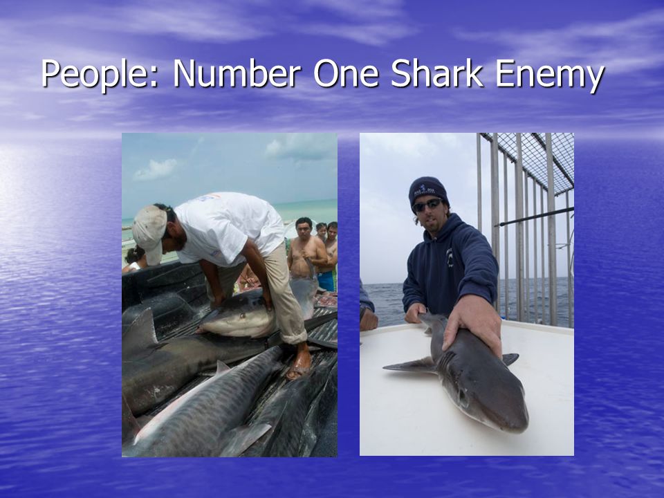 People: Number One Shark Enemy