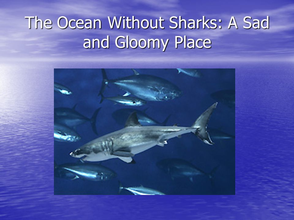 The Ocean Without Sharks: A Sad and Gloomy Place
