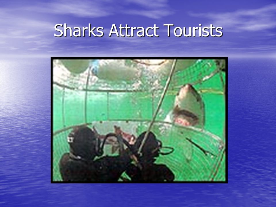 Sharks Attract Tourists