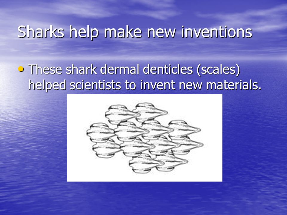 Sharks help make new inventions These shark dermal denticles (scales) helped scientists to invent new materials.