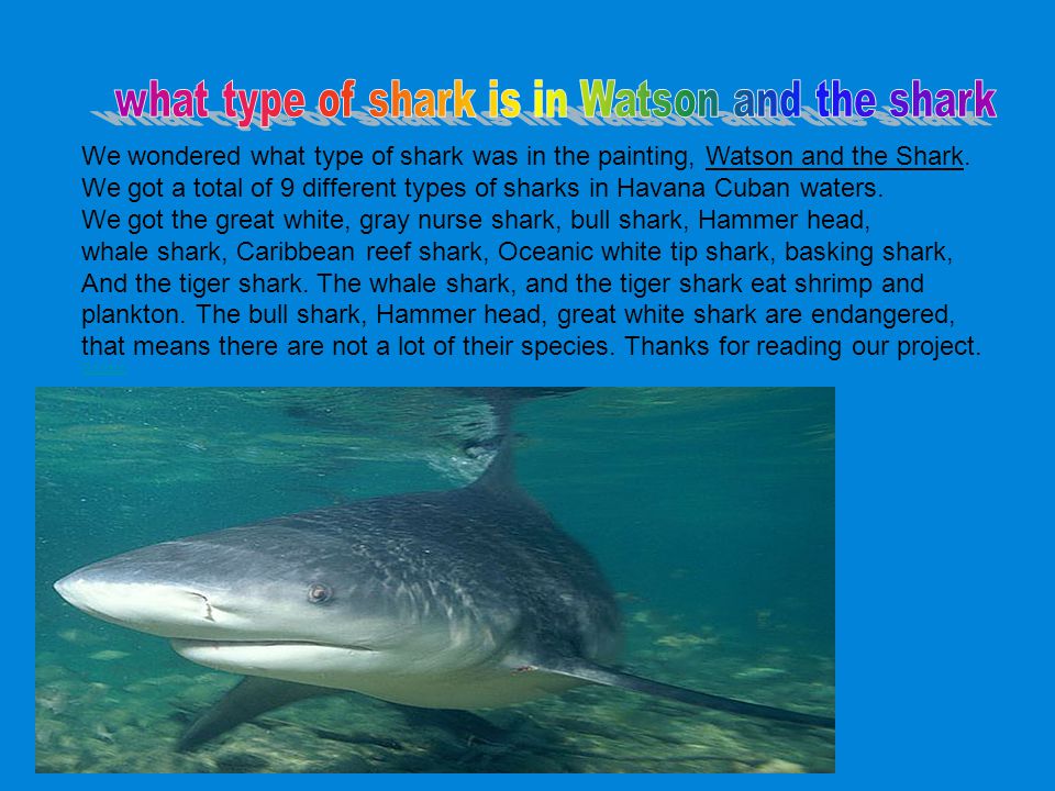 We wondered what type of shark was in the painting, Watson and the Shark.