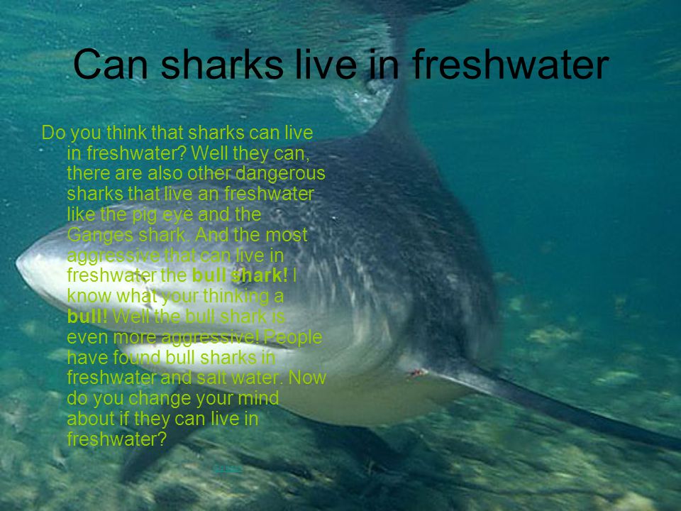 Can sharks live in freshwater Do you think that sharks can live in freshwater.