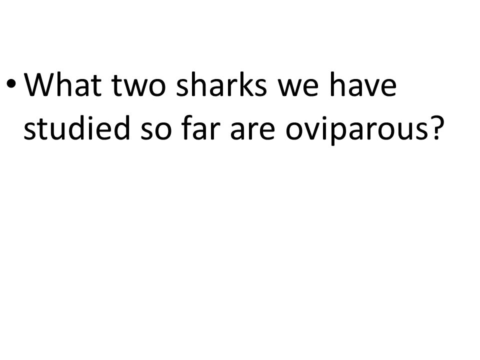 What two sharks we have studied so far are oviparous