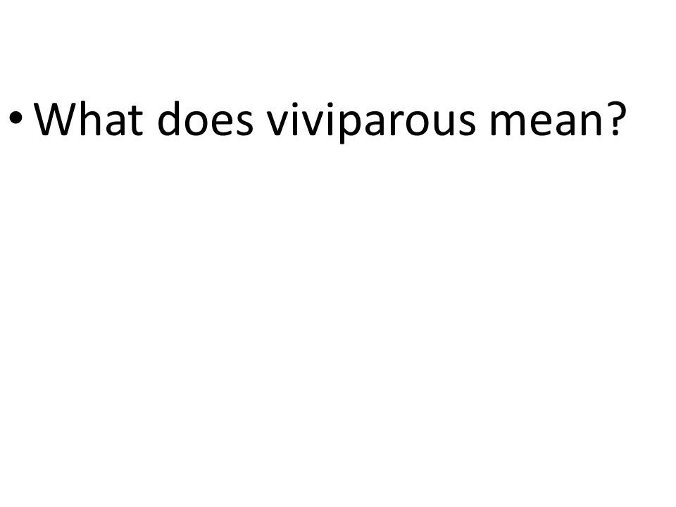 What does viviparous mean