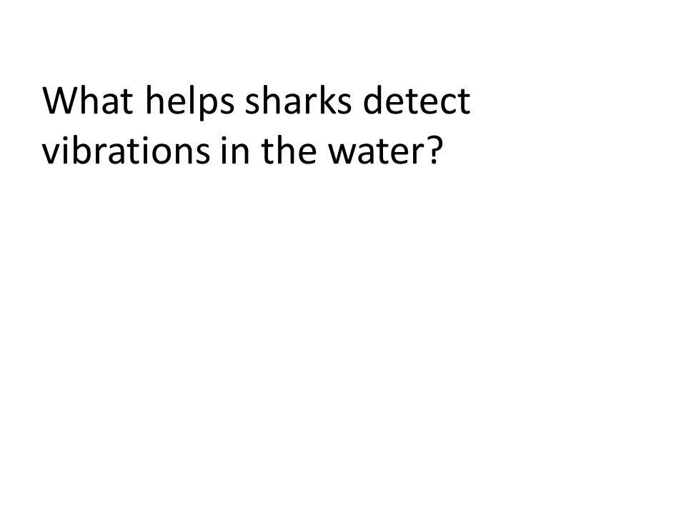 What helps sharks detect vibrations in the water
