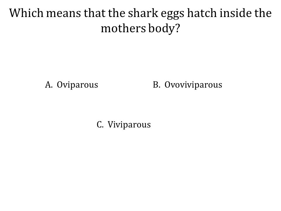 Which means that the shark eggs hatch inside the mothers body.