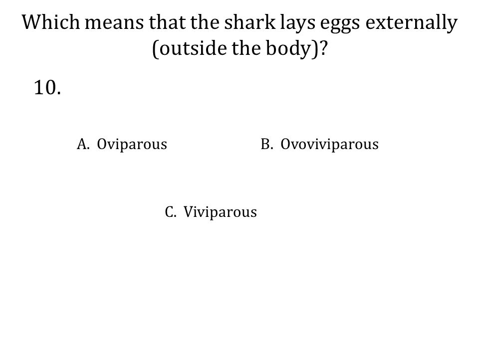 Which means that the shark lays eggs externally (outside the body).