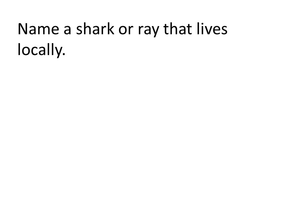 Name a shark or ray that lives locally.