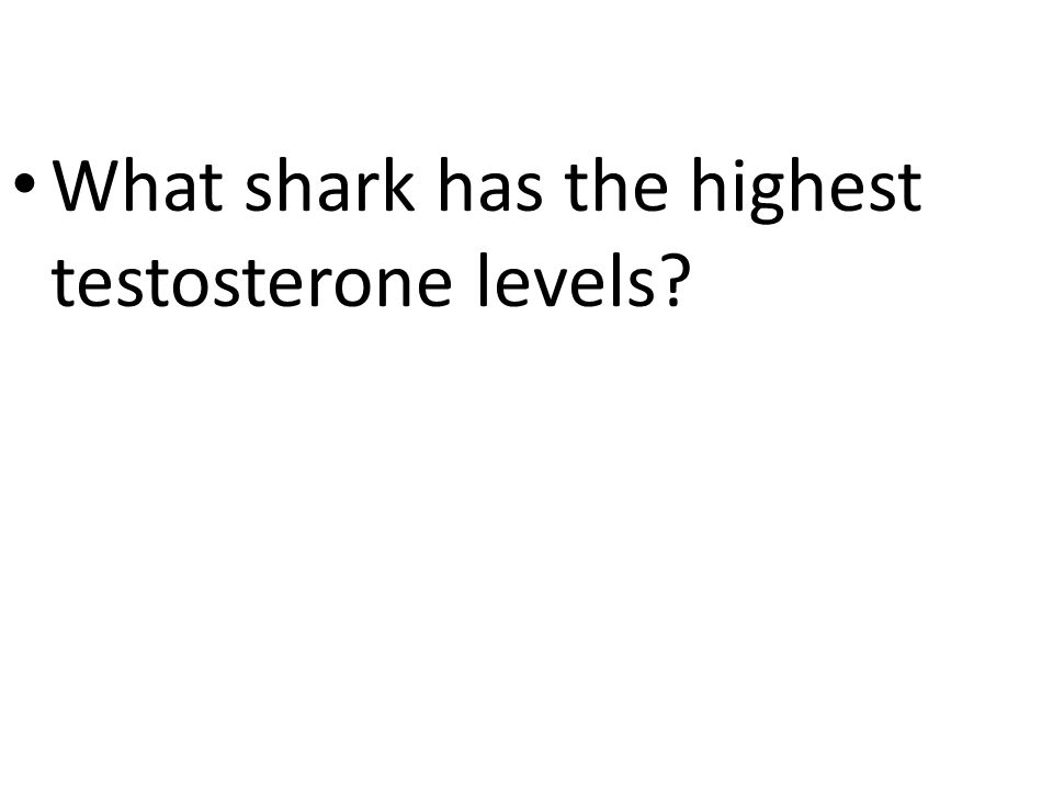 What shark has the highest testosterone levels