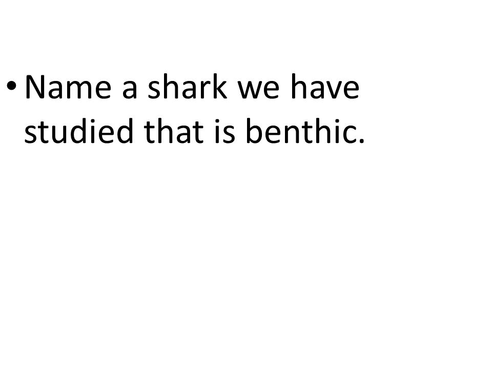 Name a shark we have studied that is benthic.