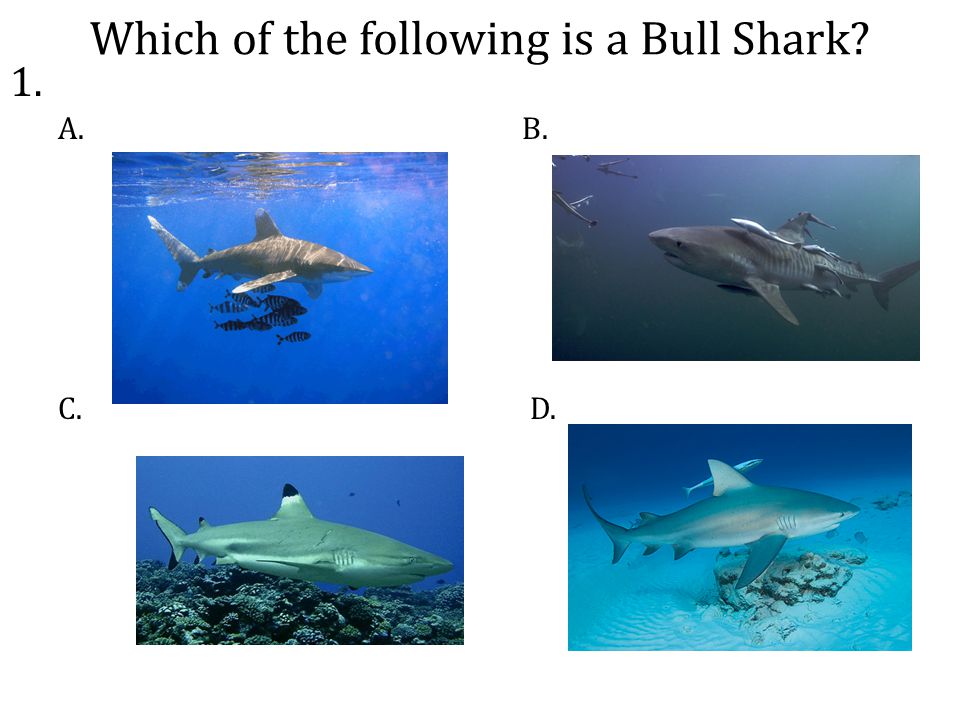 Which of the following is a Bull Shark A. C.D. B. 1.