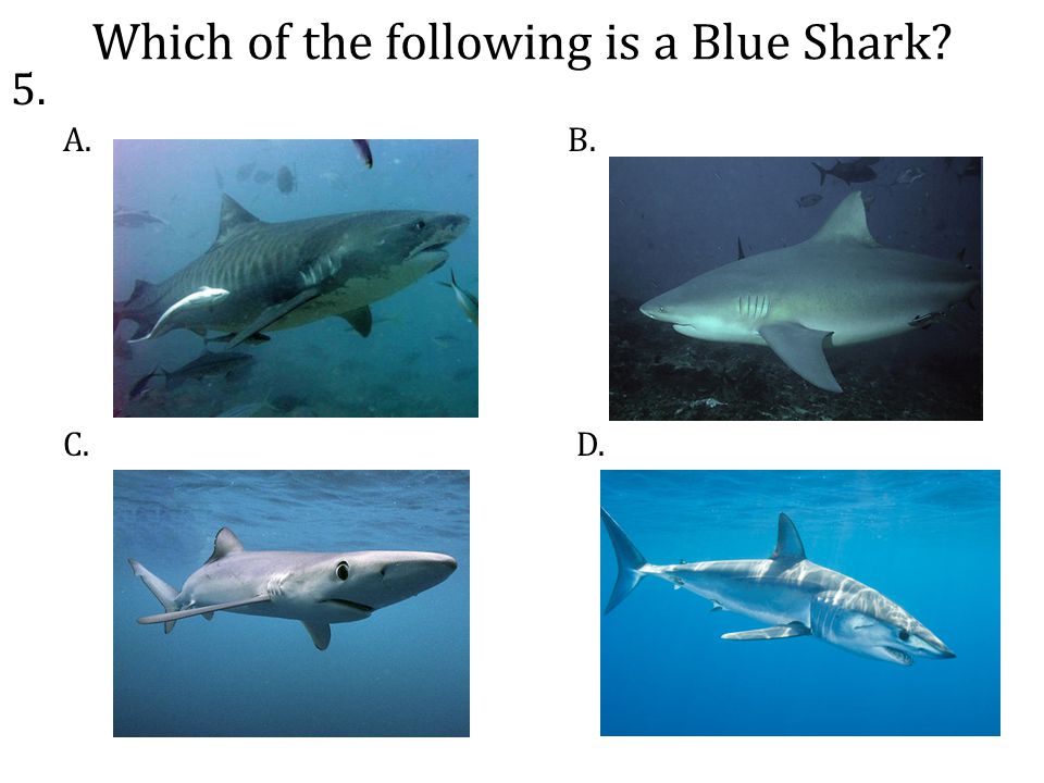 Which of the following is a Blue Shark A. C.D. B. 5.