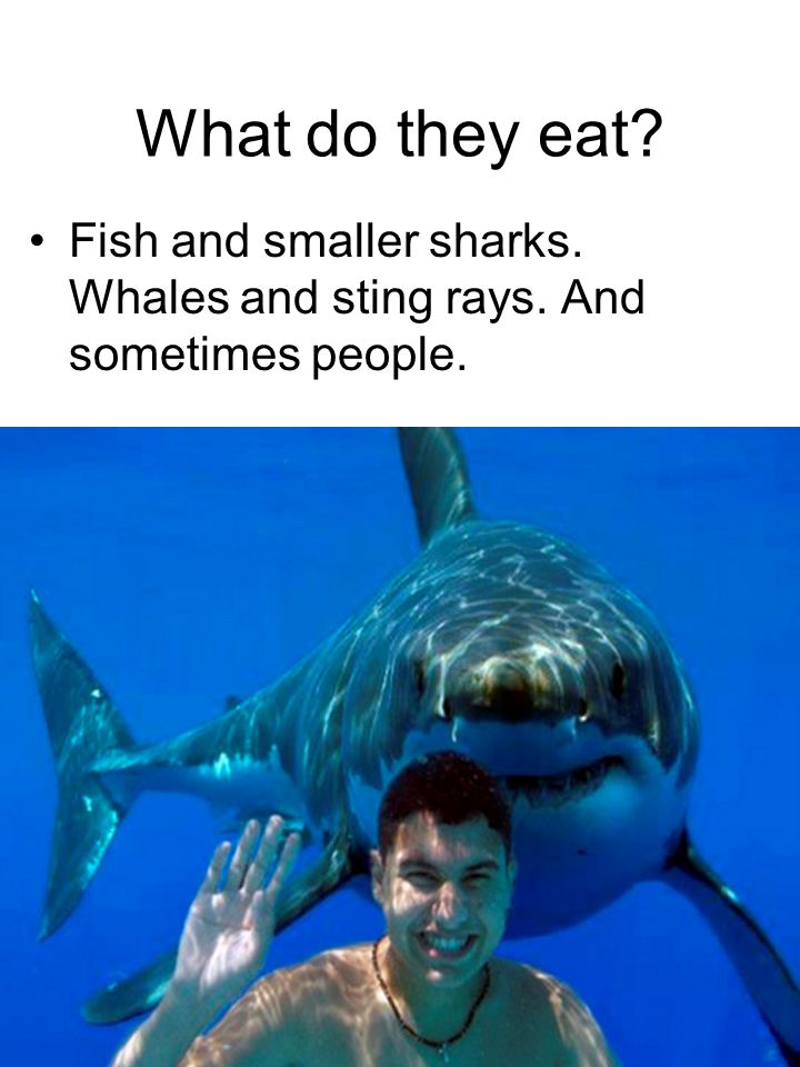 3 What do they eat Fish and smaller sharks. Whales and sting rays. And sometimes people.