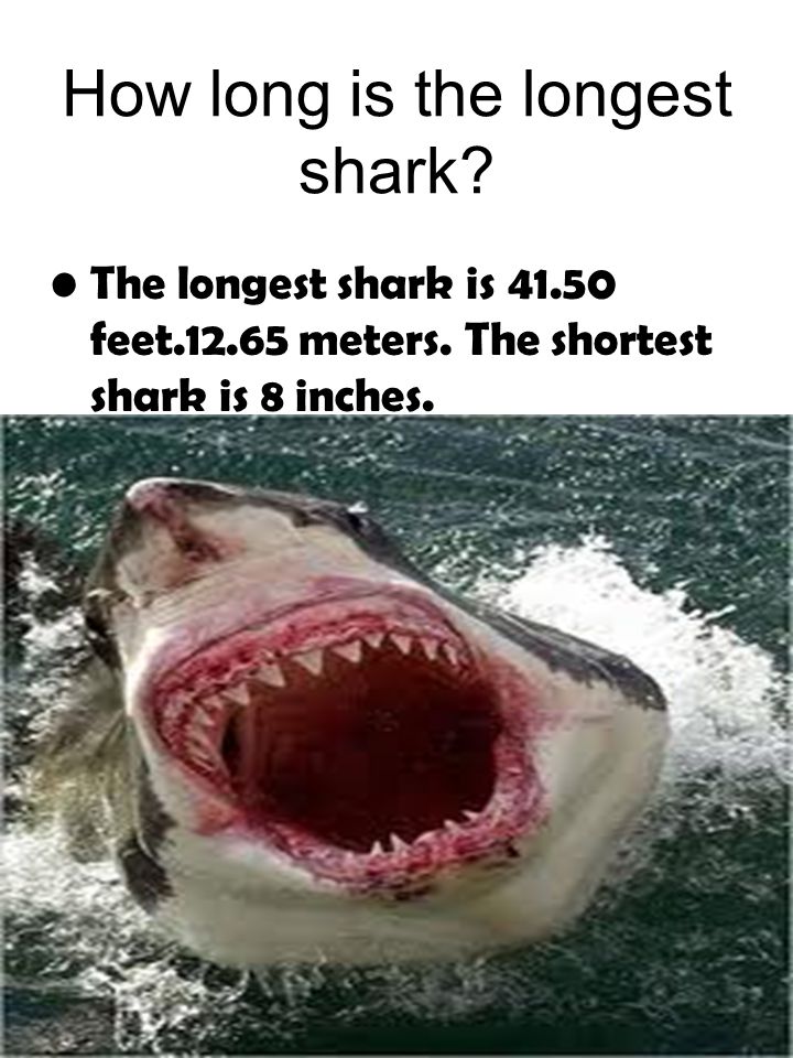 4 How long is the longest shark. The longest shark is feet meters.