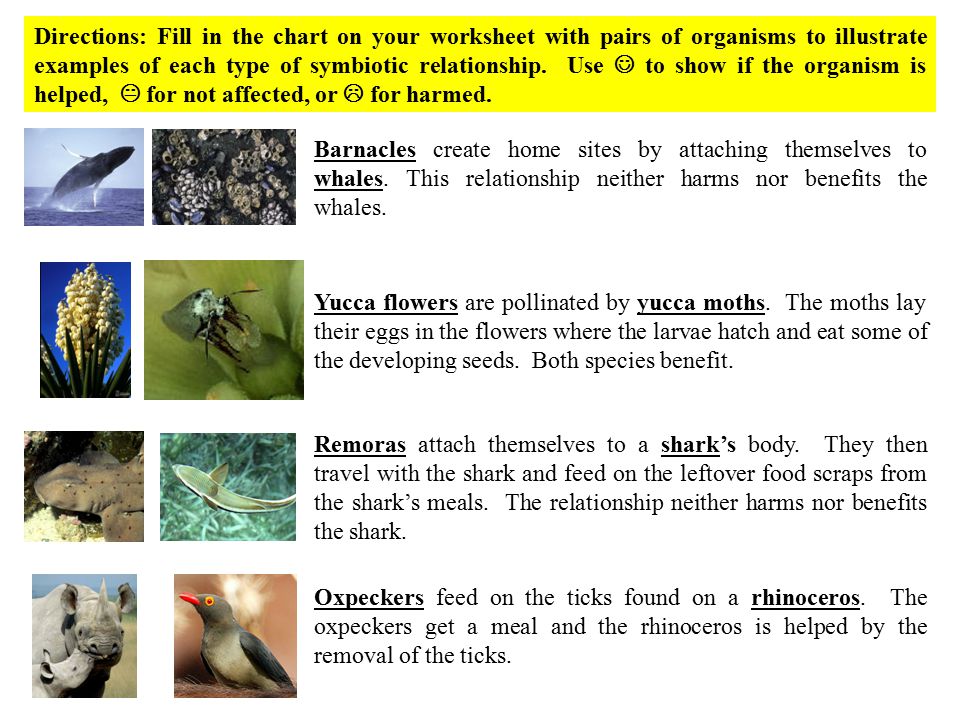 Worksheets Symbiotic Relationship Worksheet symbiotic relationship worksheet sharebrowse relationships worksheets sharebrowse