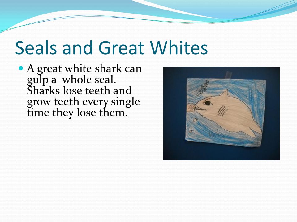 Seals and Great Whites A great white shark can gulp a whole seal.