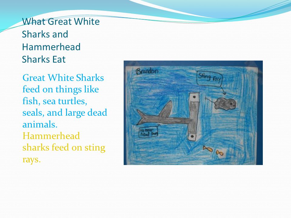 What Great White Sharks and Hammerhead Sharks Eat Great White Sharks feed on things like fish, sea turtles, seals, and large dead animals.