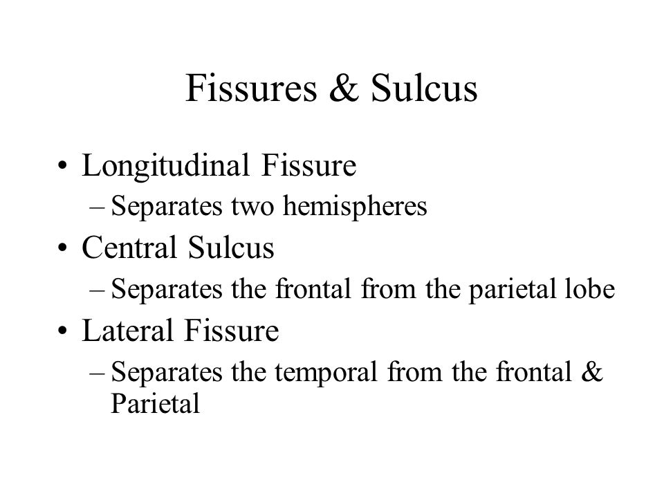 Longitudinal Fissure –Separates two hemispheres Central Sulcus –Separates the frontal from the parietal lobe Lateral Fissure –Separates the temporal from the frontal & Parietal