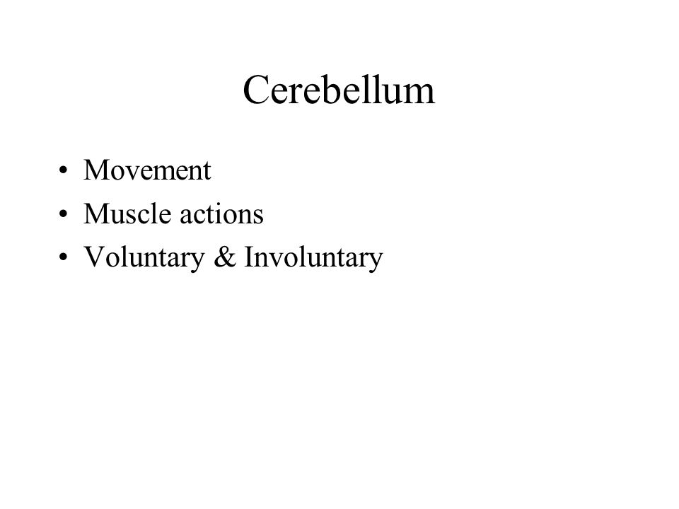 Cerebellum Movement Muscle actions Voluntary & Involuntary