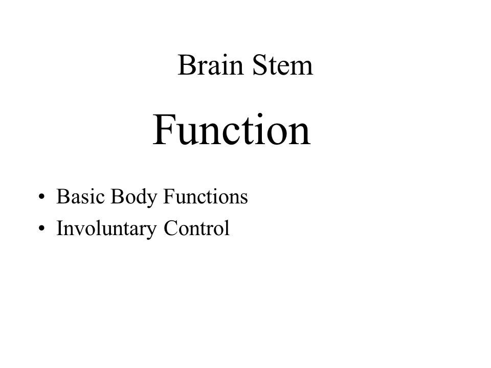 Brain Stem Basic Body Functions Involuntary Control Function