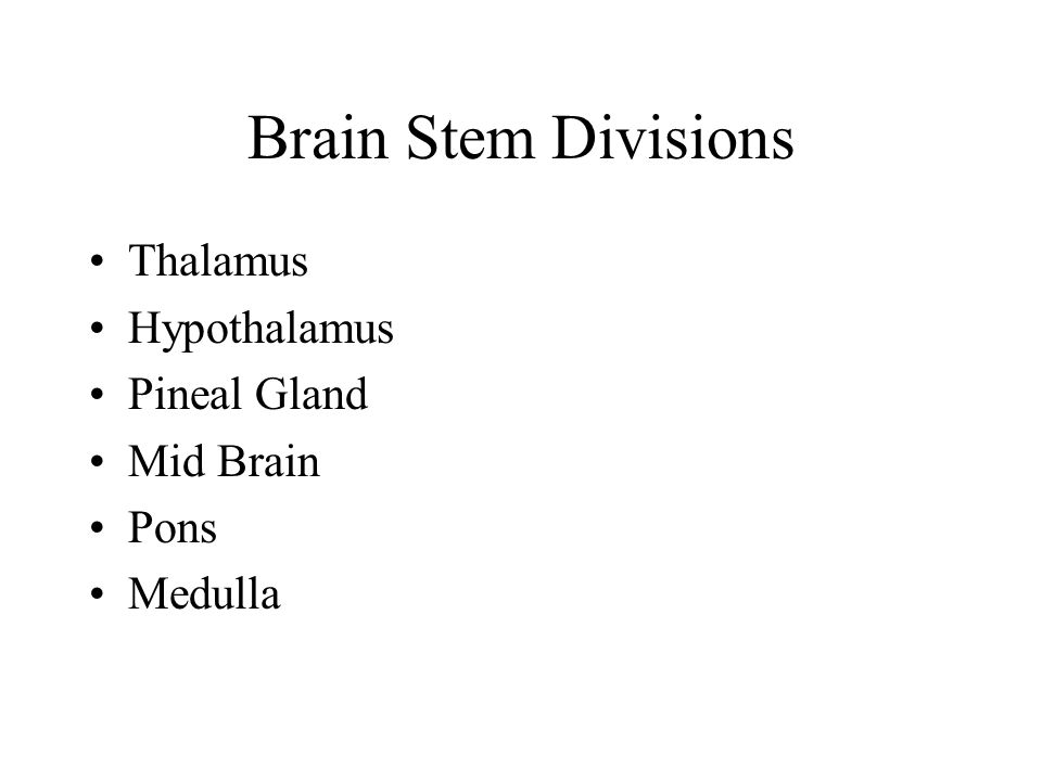 Brain Stem Divisions Thalamus Hypothalamus Pineal Gland Mid Brain Pons Medulla