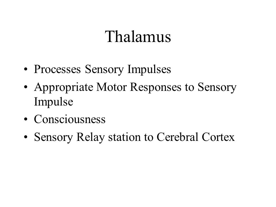 Thalamus Processes Sensory Impulses Appropriate Motor Responses to Sensory Impulse Consciousness Sensory Relay station to Cerebral Cortex