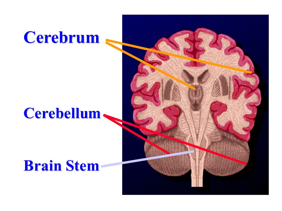 CerebrumCerebellum Brain Stem