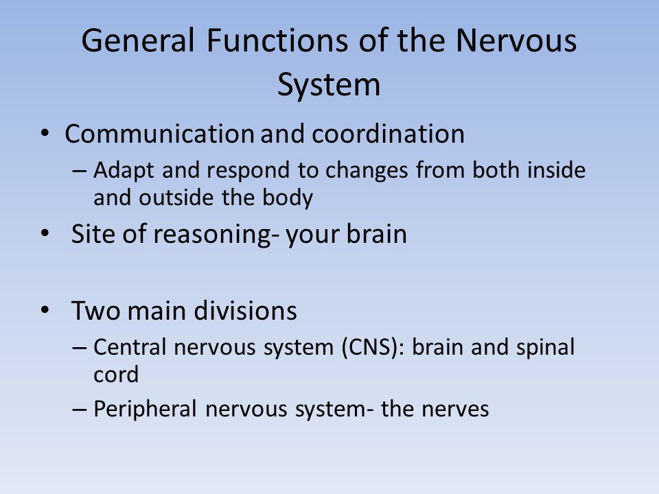 General Functions of the Nervous System Communication and coordination – Adapt and respond to changes from both inside and outside the body Site of reasoning- your brain Two main divisions – Central nervous system (CNS): brain and spinal cord – Peripheral nervous system- the nerves