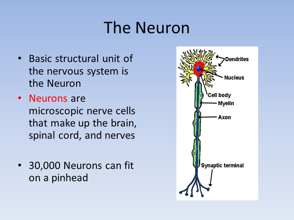 The Neuron Basic structural unit of the nervous system is the Neuron Neurons are microscopic nerve cells that make up the brain, spinal cord, and nerves 30,000 Neurons can fit on a pinhead