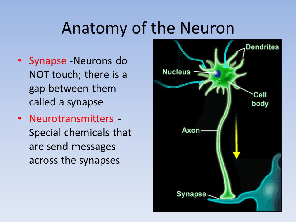 Anatomy of the Neuron Synapse -Neurons do NOT touch; there is a gap between them called a synapse Neurotransmitters - Special chemicals that are send messages across the synapses