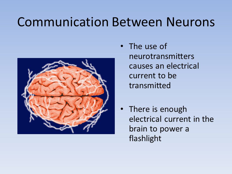 Communication Between Neurons The use of neurotransmitters causes an electrical current to be transmitted There is enough electrical current in the brain to power a flashlight
