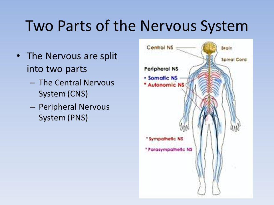 Two Parts of the Nervous System The Nervous are split into two parts – The Central Nervous System (CNS) – Peripheral Nervous System (PNS)